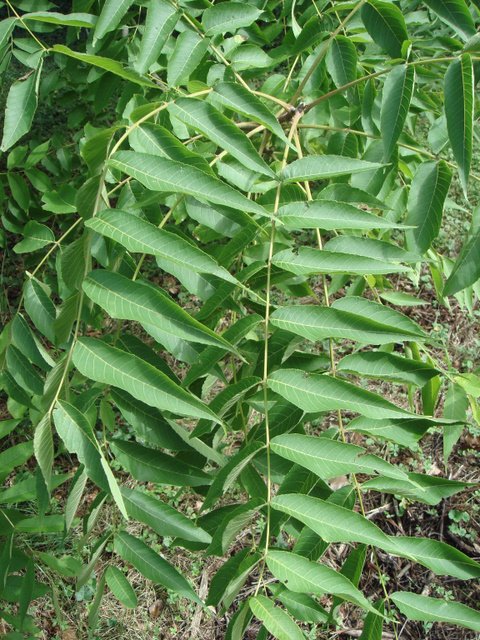 Ailanthus altissima feuille